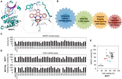 MKI-1, a Novel Small-Molecule Inhibitor of MASTL, Exerts Antitumor and Radiosensitizer Activities Through PP2A Activation in Breast Cancer